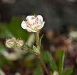 Three-toothed cinquifoil <BR>Shrubby fivefingers